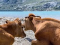 Cattle on sunny day in the Embassament de Cuber, Serra de Tramuntana, Mallorca
