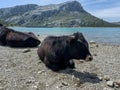 Cattle on sunny day in the Embassament de Cuber, Serra de Tramuntana, Mallorca Royalty Free Stock Photo