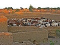 Cattle in Djenne, Mali Royalty Free Stock Photo