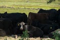 Herd of cattle in the shade Royalty Free Stock Photo