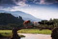 A cattle teams acrossing bridge Royalty Free Stock Photo