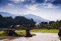 Cattle teams Royalty Free Stock Photo