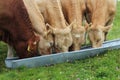 Cattle: three charolais and one limousin breed bullocks eating feed in trough Royalty Free Stock Photo