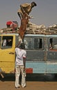 Cattle transport in The Gambia, Africa