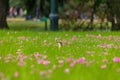 Cattle Tyrant bird on a high grass green field with pink flowers at Bosques de Palermo - Buenos Aires, Argentina