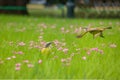 Cattle Tyrant birds on a high grass green field with pink flowers at Bosques de Palermo - Buenos Aires, Argentina