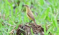 Cattle Tyrant Machetornis rixosa