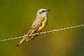 Cattle tyrant, Machetornis rixosa, yellow and brown bird with clear background, Pantanal, Brazil Royalty Free Stock Photo