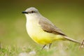 Cattle Tyrant (Machetornis rixosus) Royalty Free Stock Photo