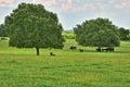 Cattle Under Shade Trees