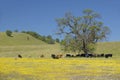 Cattle under tree off of Route 58 west of Bakersfield, CA on Shell Creek Road in spring Royalty Free Stock Photo