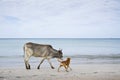 Cattle in Uppuveli beach, Sri Lanka Royalty Free Stock Photo