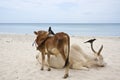 Cattle in Uppuveli beach, Sri Lanka Royalty Free Stock Photo