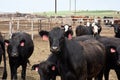 Cattle waiting in the stockyard