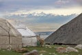 Cattle walk past yurts in the Tian Shan Mountains of Kyrgyzstan in early morning hours