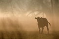 Cattle walking in the morning sunset in a meadow in Brandenburg Germany. Royalty Free Stock Photo