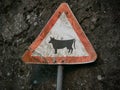 Cattle warning sign in rural area of Portugal against rough textured stone wall. Royalty Free Stock Photo