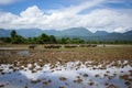 A cattle of water buffalo is walking in the rice field Royalty Free Stock Photo