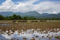 A cattle of water buffalo is walking in the rice field Royalty Free Stock Photo