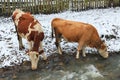 Cattle watering