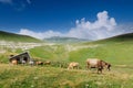 Cattle in the wild on the wide pastures of the Apennine