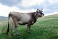 Cattle in the wild on the wide pastures of the Apennine