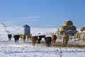 Cattle in Winter Royalty Free Stock Photo
