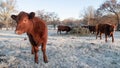 Cattle in a winter pasture eating hay on a frosty morning with calf in foreground