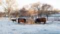 Cattle in a winter pasture eating hay on a frosty morning