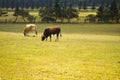 Cattle in Yards