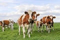 cattle of young cows Royalty Free Stock Photo