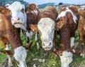 Cattle of young cows Royalty Free Stock Photo