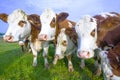 Cattle of young cows Royalty Free Stock Photo