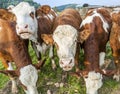 Cattle of young cows Royalty Free Stock Photo