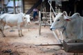 Cattle zebu (Bos primigenius taurus) in village Royalty Free Stock Photo