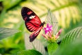Cattleheart Butterfly Royalty Free Stock Photo