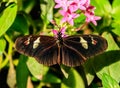 Cattleheart Butterfly Royalty Free Stock Photo