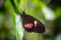 Cattleheart Butterfly on Leaf Royalty Free Stock Photo