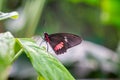 Cattleheart Butterfly on Leaf Royalty Free Stock Photo