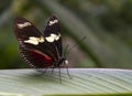 Cattleheart Butterfly Royalty Free Stock Photo