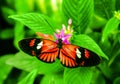 Cattleheart Butterfly Royalty Free Stock Photo