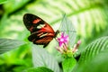 Cattleheart Butterfly Royalty Free Stock Photo