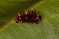 Cattleheart Insect Caterpillar