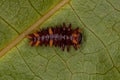 Cattleheart Insect Caterpillar
