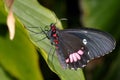 Cattleheart, parides lysander Royalty Free Stock Photo