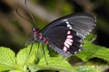 Cattleheart, parides lysander Royalty Free Stock Photo