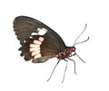 Cattlehearth Butterfly Royalty Free Stock Photo