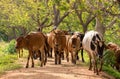 Cattleman guiding the herd of cows from behind. Long-horned alpha male cow leads from the front. Rural villages and cultural