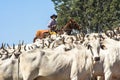 Cattleman herding