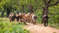 Cattleman and the livestock walking on the gravel road. A large herd of cows guided to the farm, Rural villages, and cultural